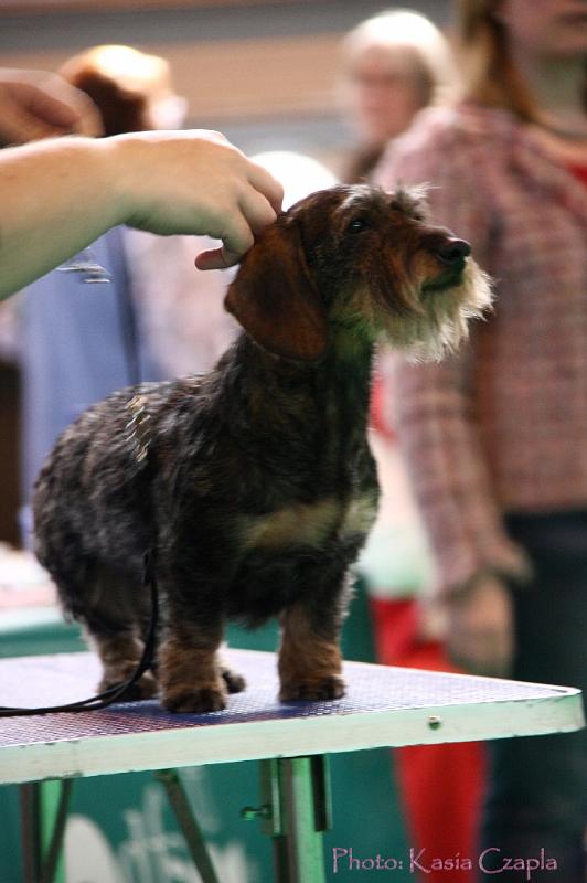 Crufts2011_2 1011.jpg